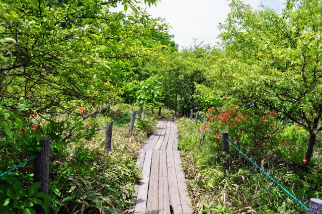 湿原のイメージ